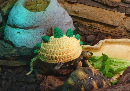 2020年12月29日,北京,面对降温,工作人员给巴掌大的幼年辐纹陆龟